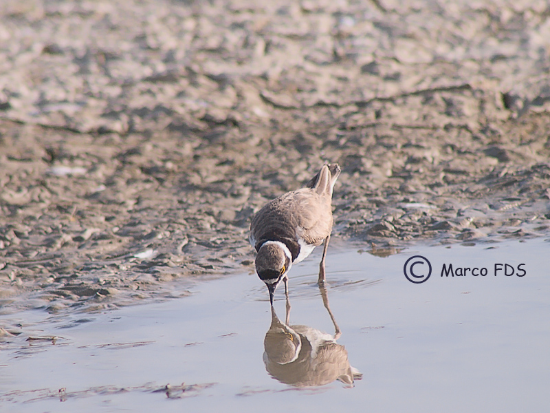 Il mio piccolo sfuggente.... amico.